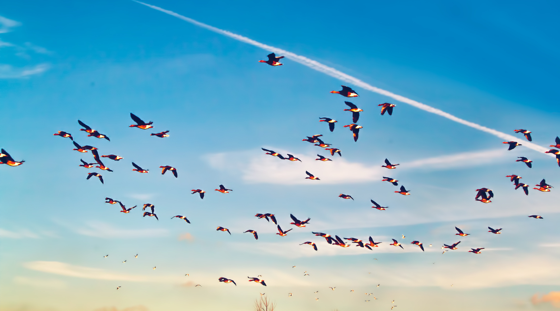 A large flock of birds flying across a blue sky during spring bird migration.