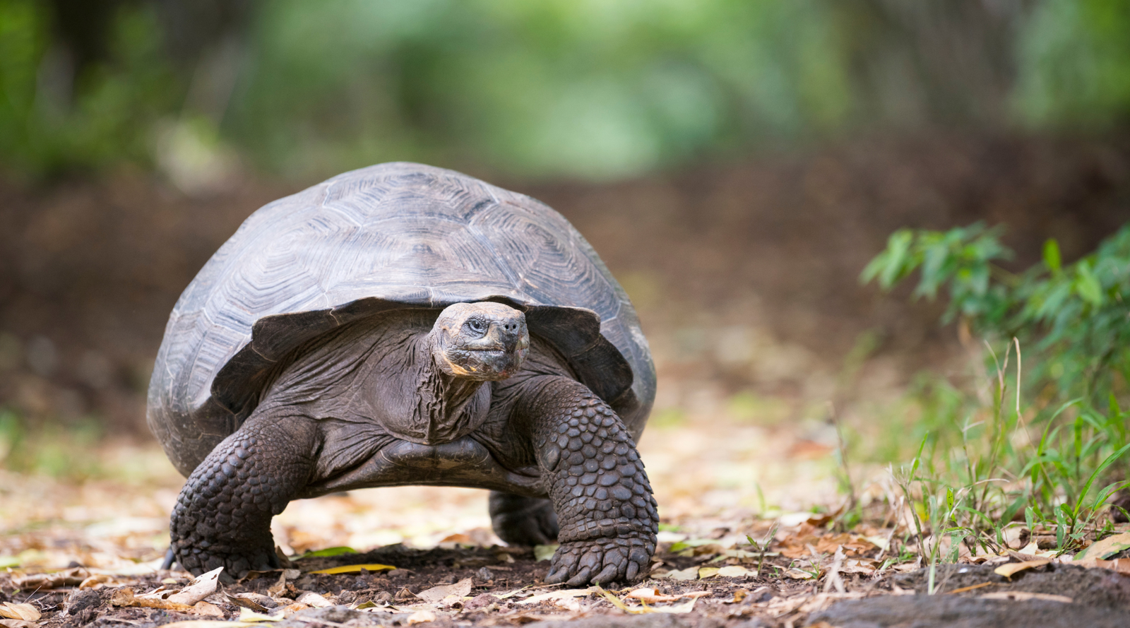 Giant tortoise walking slowly on forest path, one of the slowest animals on Earth.