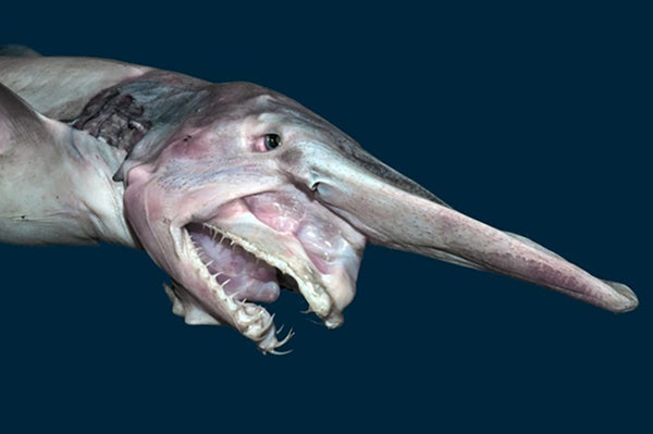 Goblin Shark: Get to Know This Rare Shark Species | BeCause Tees ...