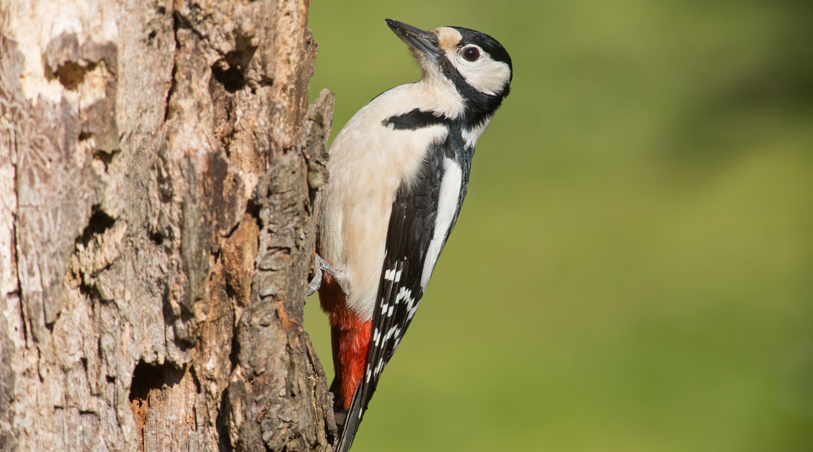 birds similar to woodpeckers: a great spotted woodpecker perched on a tree trunk
