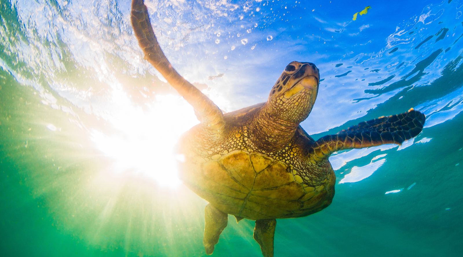 Sea turtle species swimming underwater near the ocean surface with sunlight shining through the water