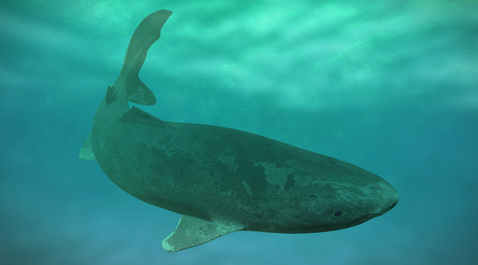 Greenland shark swimming underwater, known as the oldest shark in the world