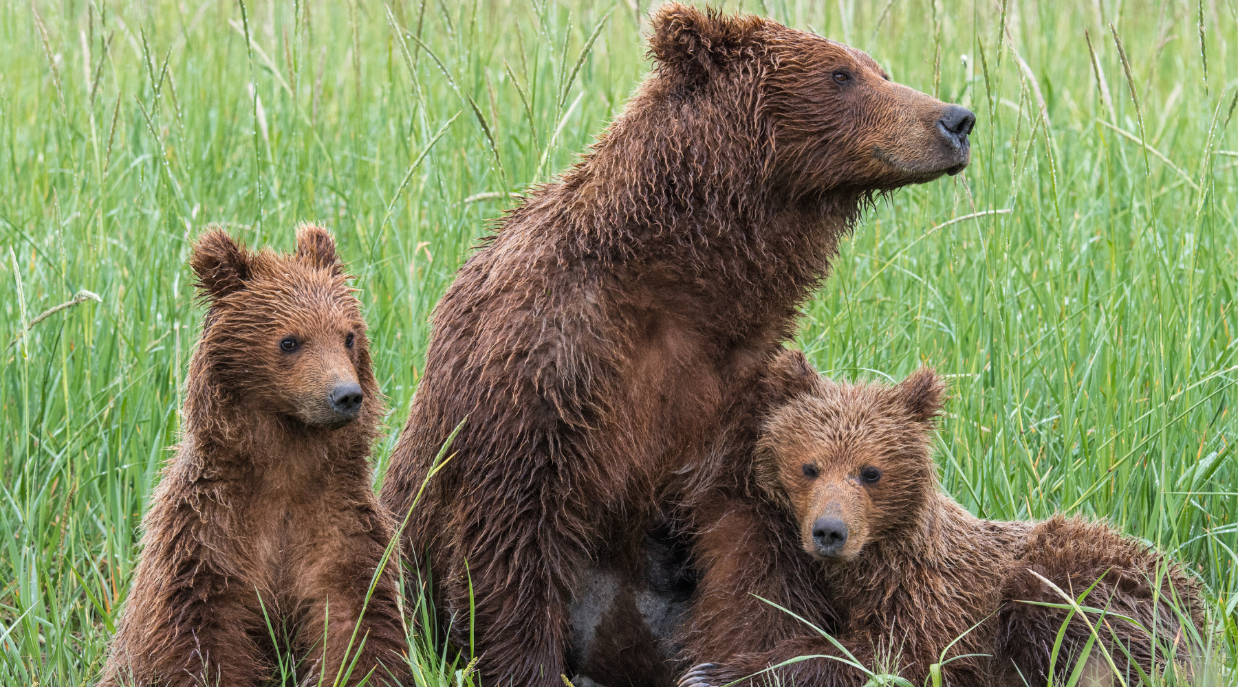 Bear with her cubs