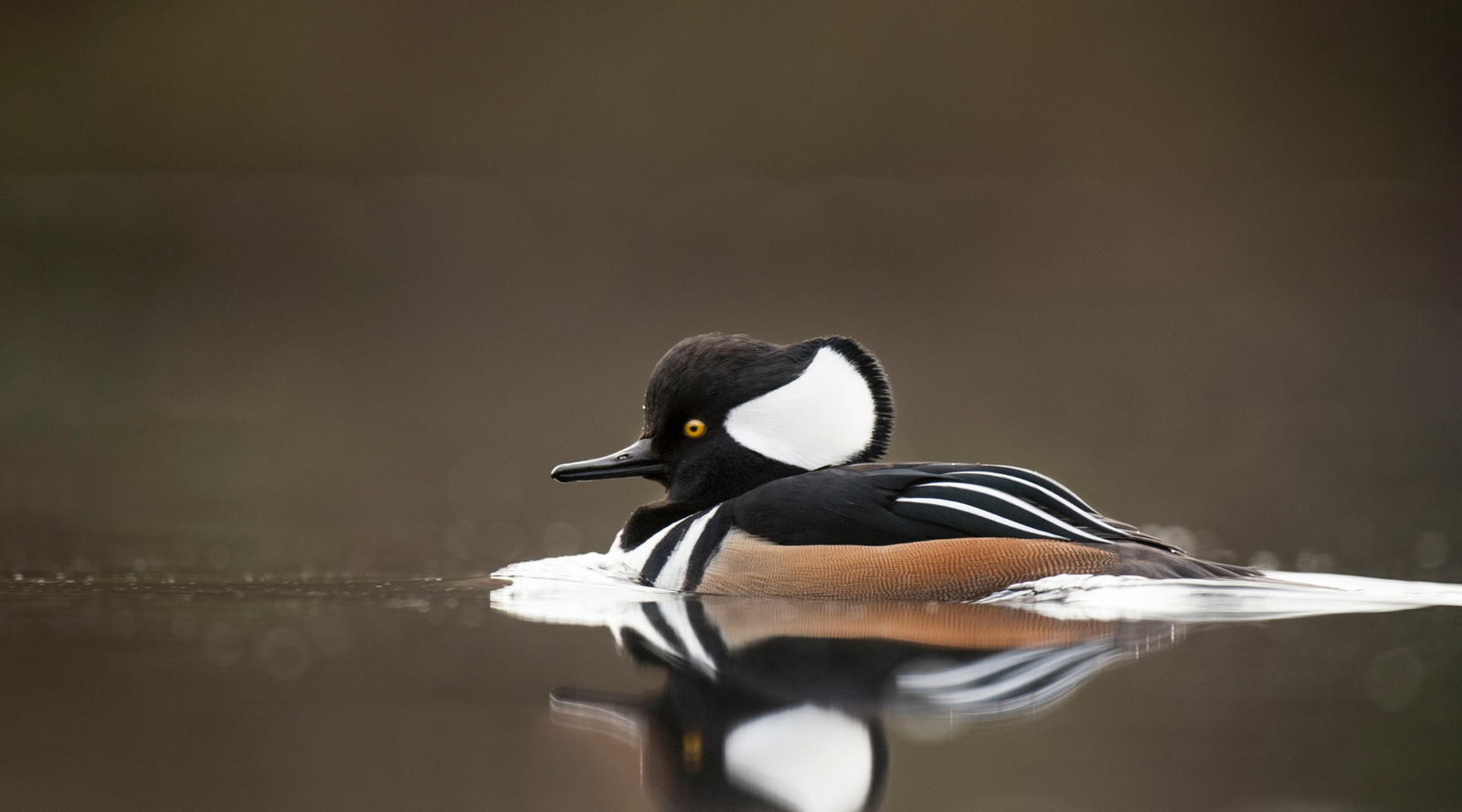 Male hooded merganser swimming on calm water, showcasing its striking crest and plumage for Hooded Mergansers Fun Facts blog.