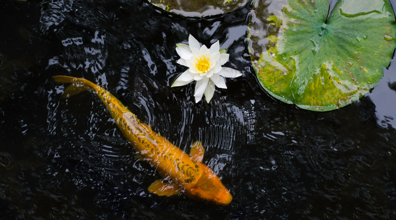 Golden koi swimming near a white water lily and lily pad in a pond – 10 facts about koi fish