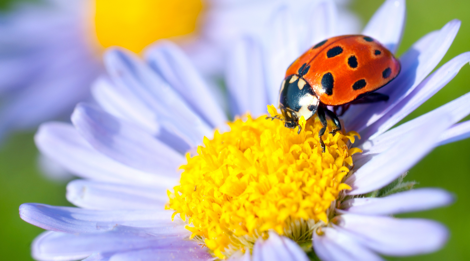 Ladybug on a flower, one of the top beneficial bugs for your yard