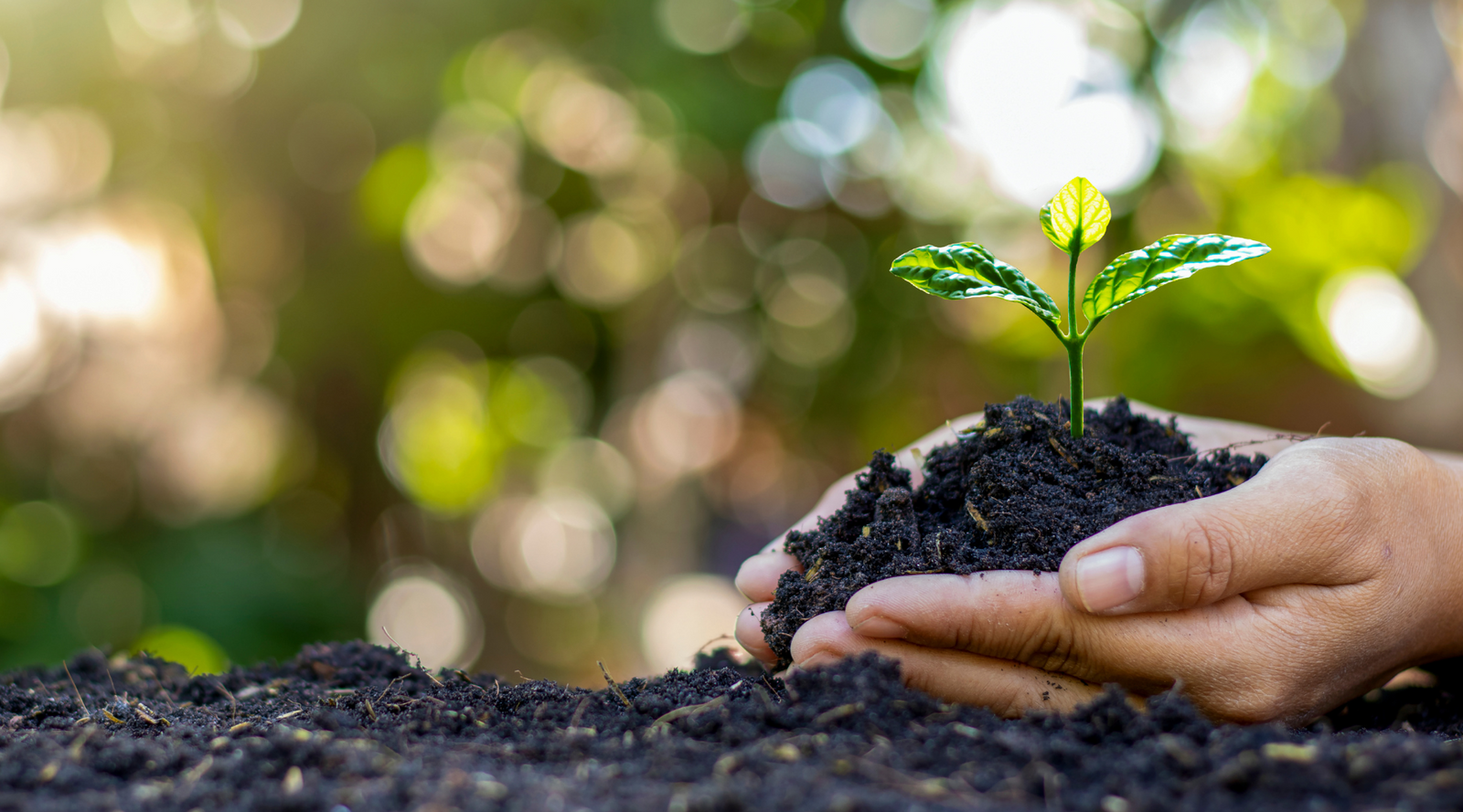 Hands gently holding soil with a young green plant sprouting, symbolizing the benefits of gardening for health, wellness, and the environment.