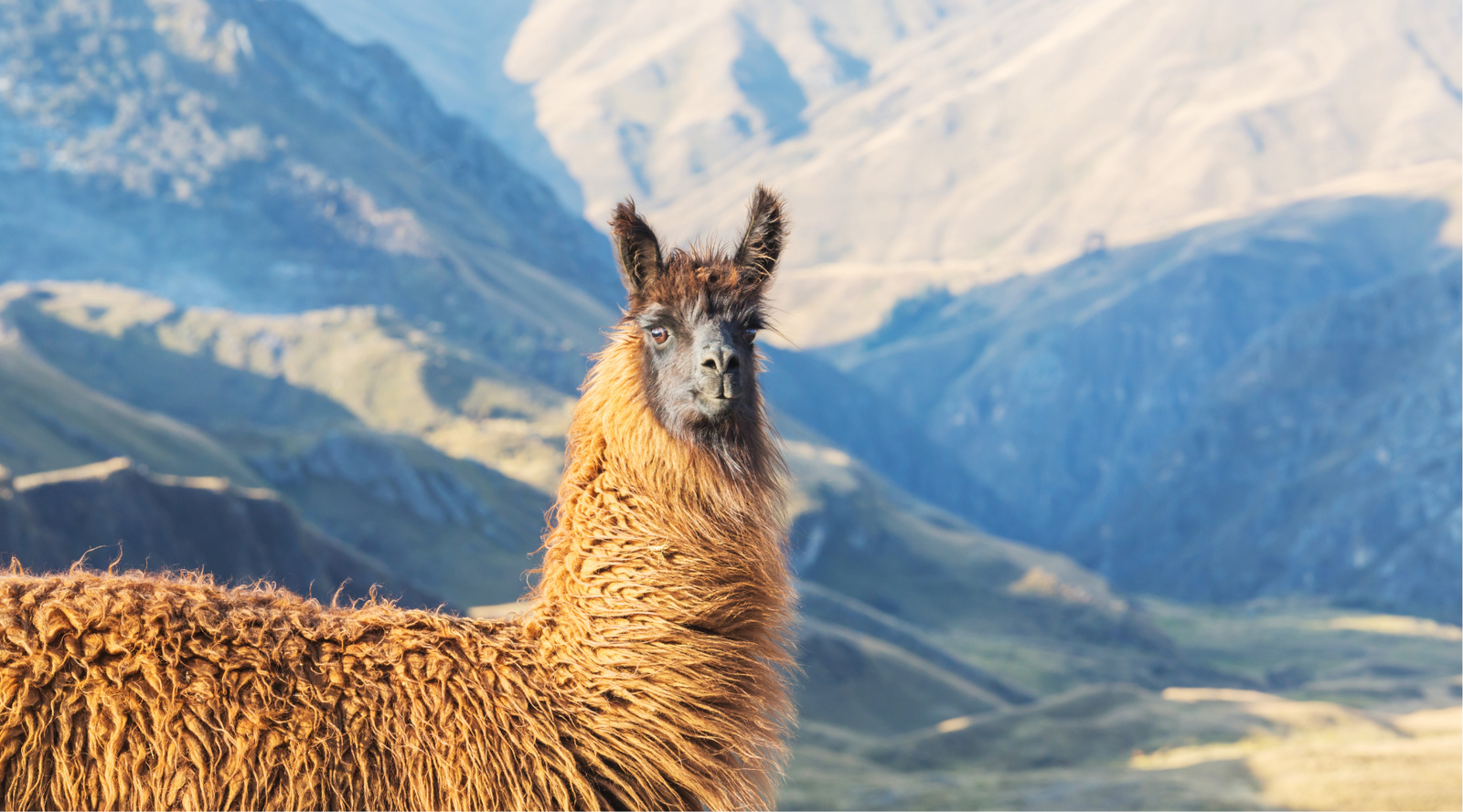 Brown llama standing in a mountainous landscape, shown for llama versus alpaca comparison highlighting size, posture, and coat texture.