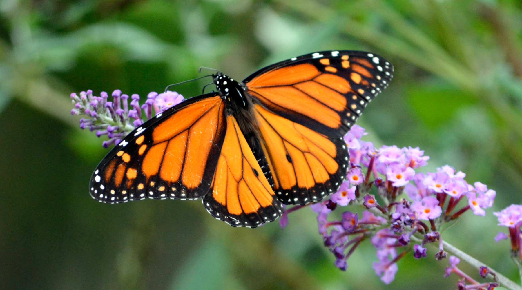 Monarch butterfly on a purple flower—learn how to help monarch butterflies by planting nectar-rich flowers and creating a butterfly-friendly habitat.