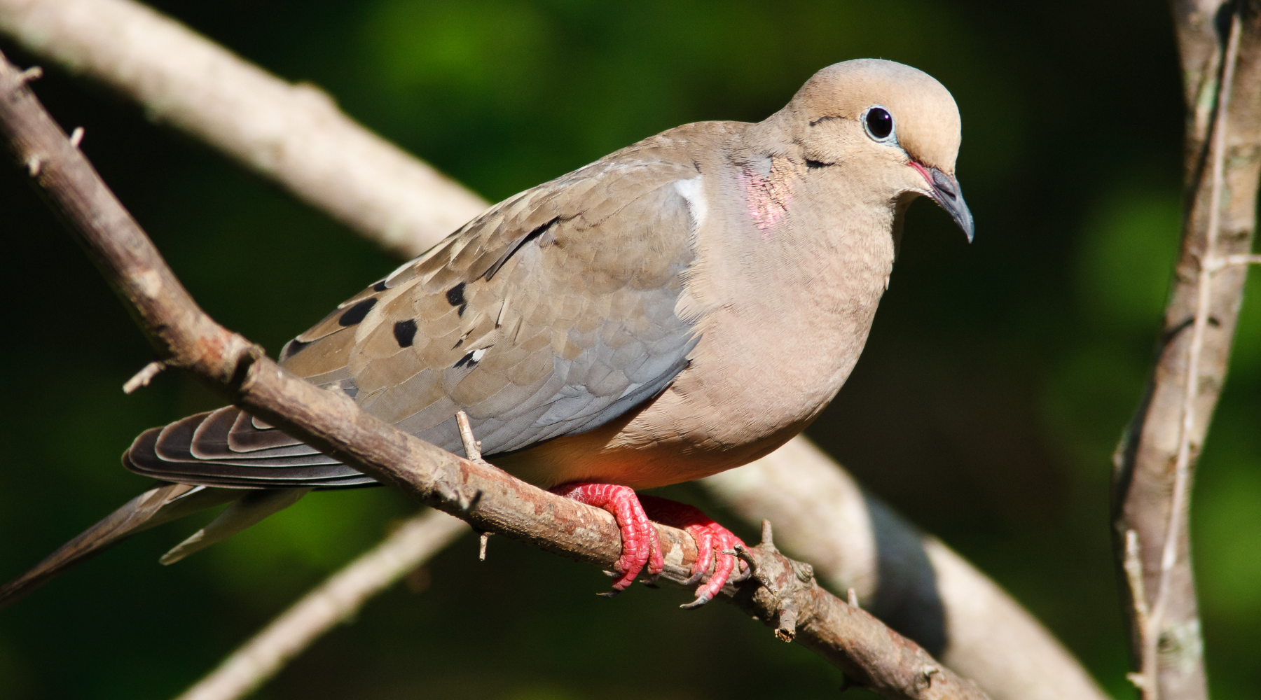  Mourning dove perched on a branch, showcasing its slender body and soft brown-gray feathers. Mourning Dove vs Pigeon: What are the Differences?