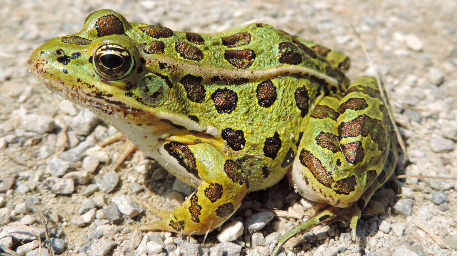 Northern Leopard Frog showing its spotted camouflage and strong legs, key adaptations for survival in its natural habitat.