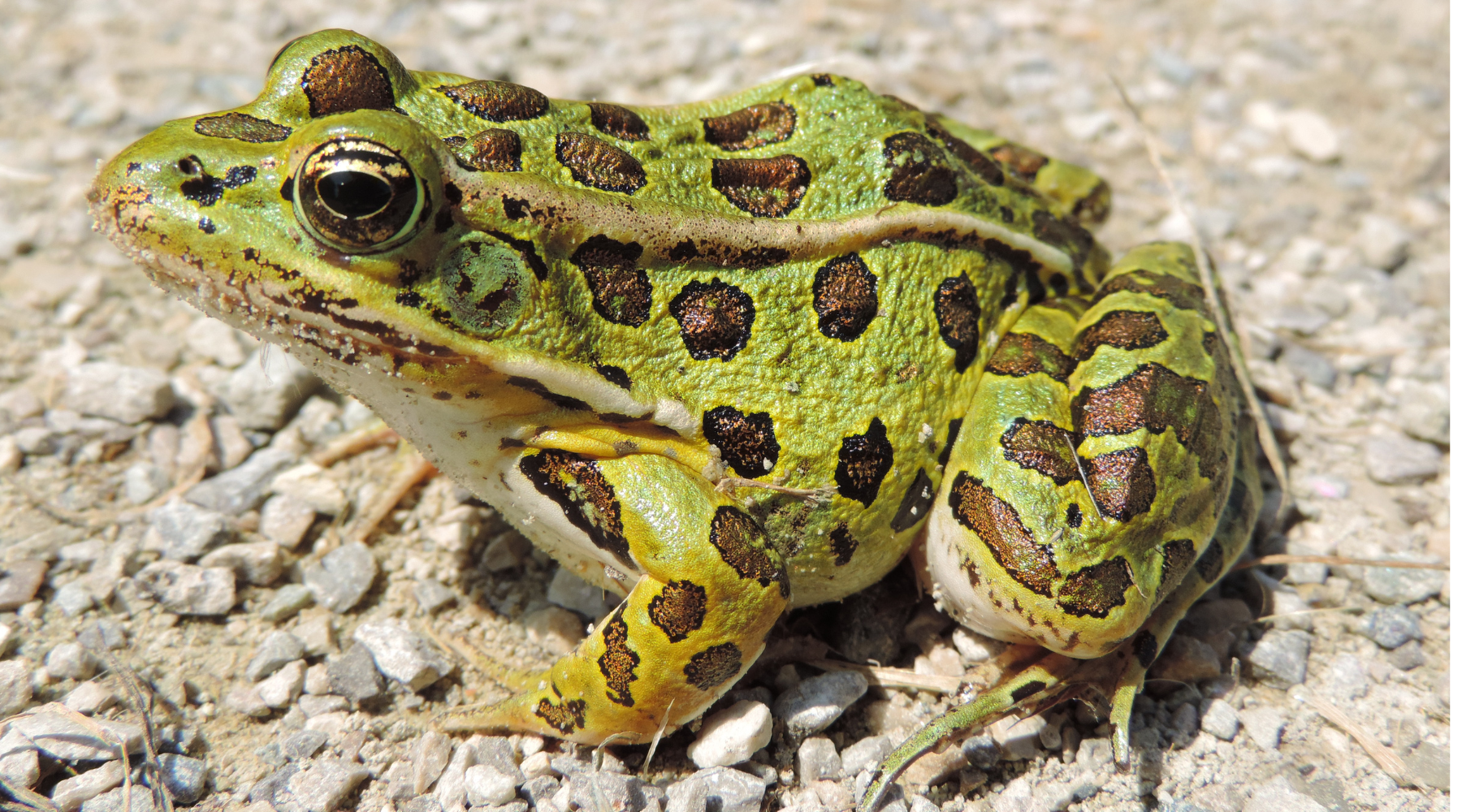 Northern Leopard Frog showing its spotted camouflage and strong legs, key adaptations for survival in its natural habitat.