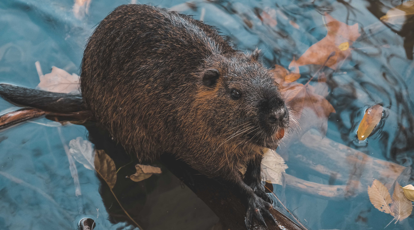 Nutria vs Beaver: a nutria with orange teeth and long tail sitting on a log in shallow water with floating leaves