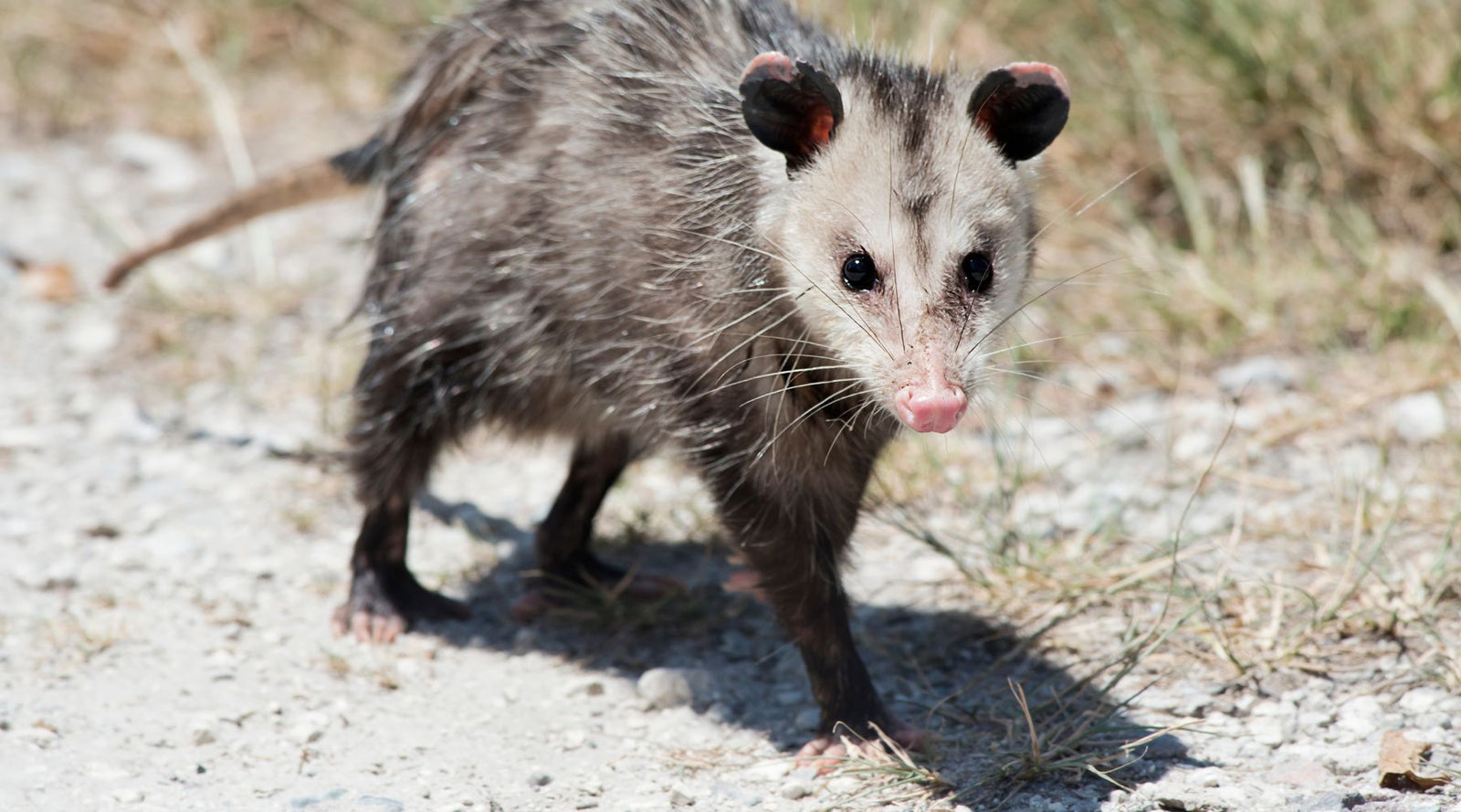 Opossum walking through a yard, doing its part in garden natural pest control