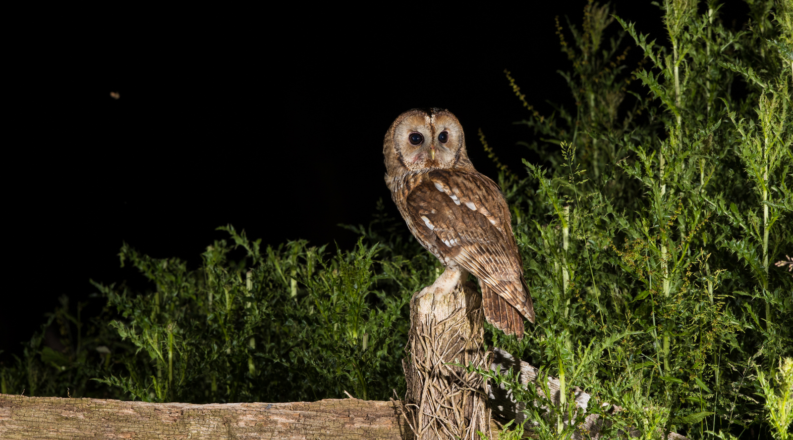 Owl perched on a wooden post at night, one of the animals that are nocturnal
