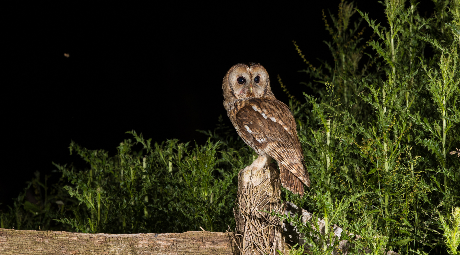 Owl perched on a wooden post at night, one of the animals that are nocturnal