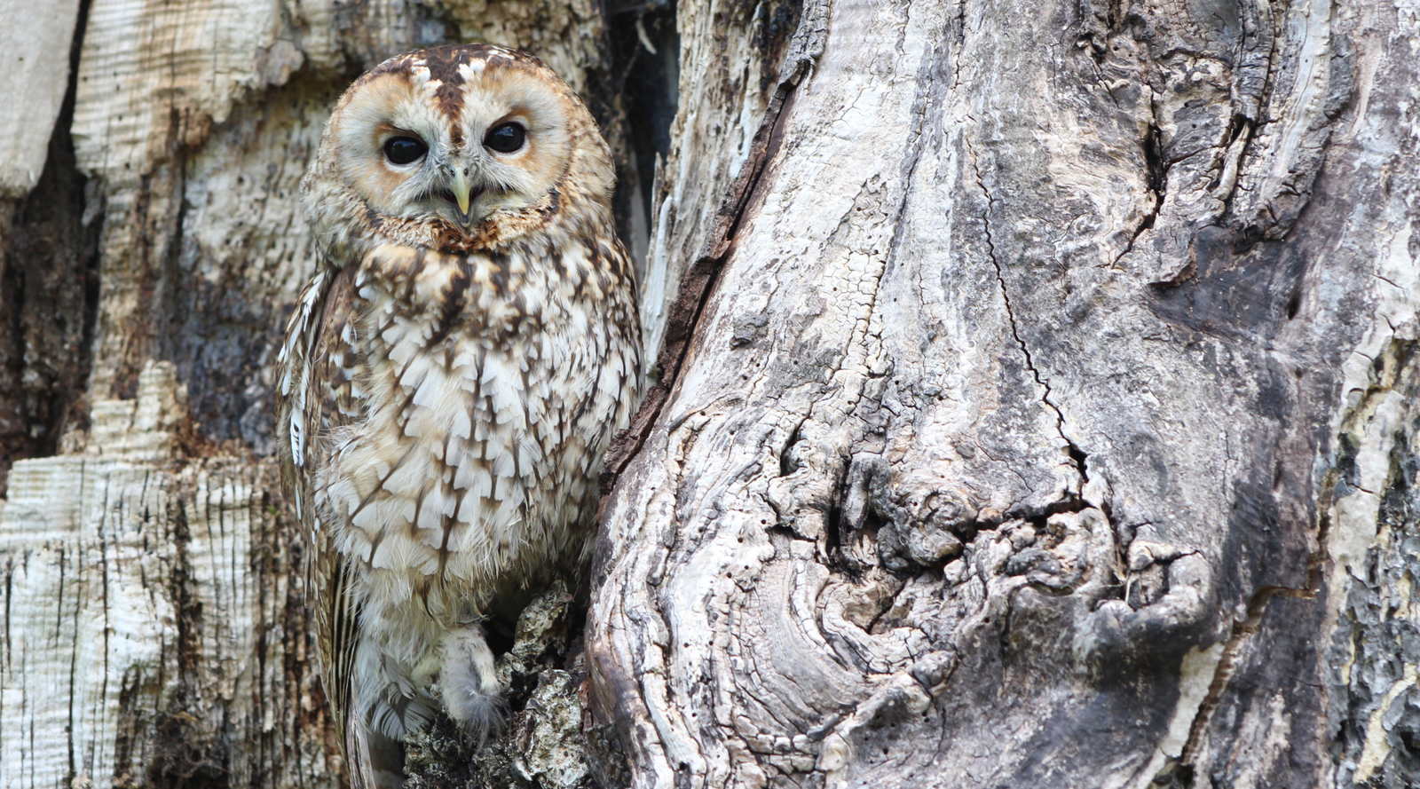 Tawny owl blending into tree bark, showcasing natural camouflage—one of many incredible animals that camouflage for survival in the wild.