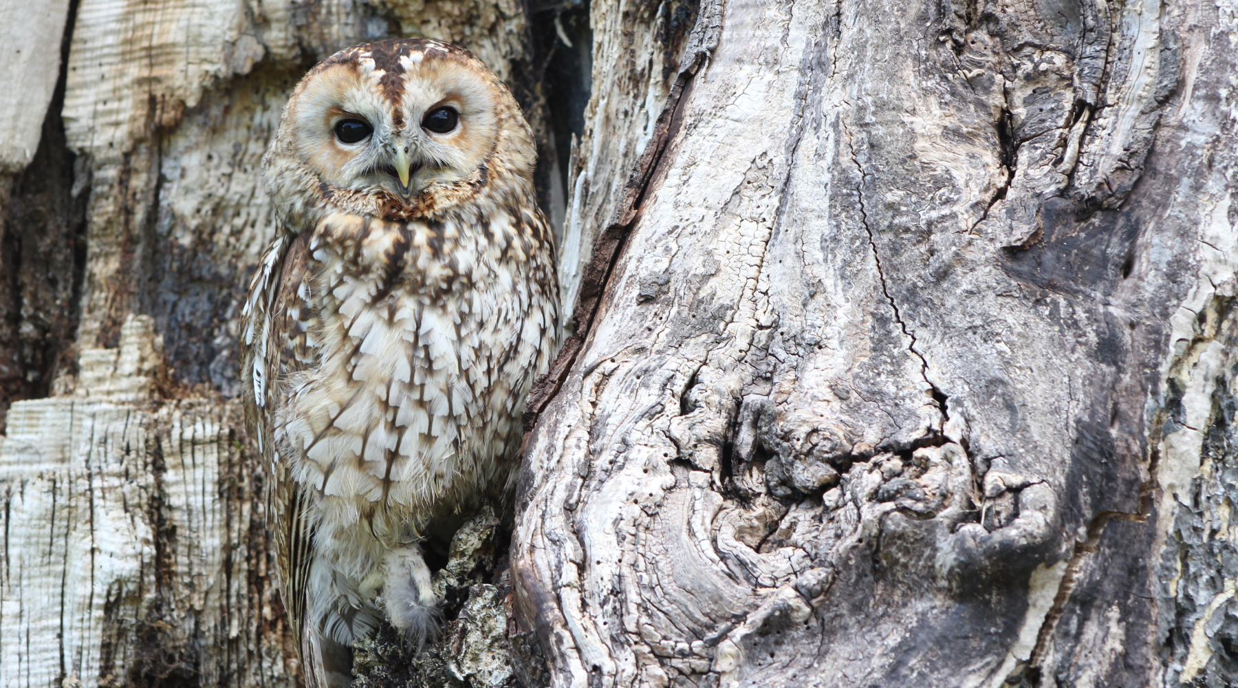 Tawny owl blending into tree bark, showcasing natural camouflage—one of many incredible animals that camouflage for survival in the wild.