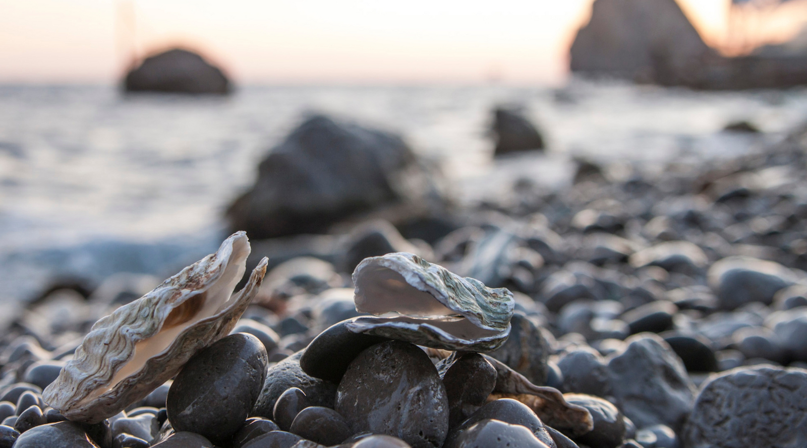 Oyster shells on a rocky shoreline at sunset, highlighting oysters as an indicator species of water quality.