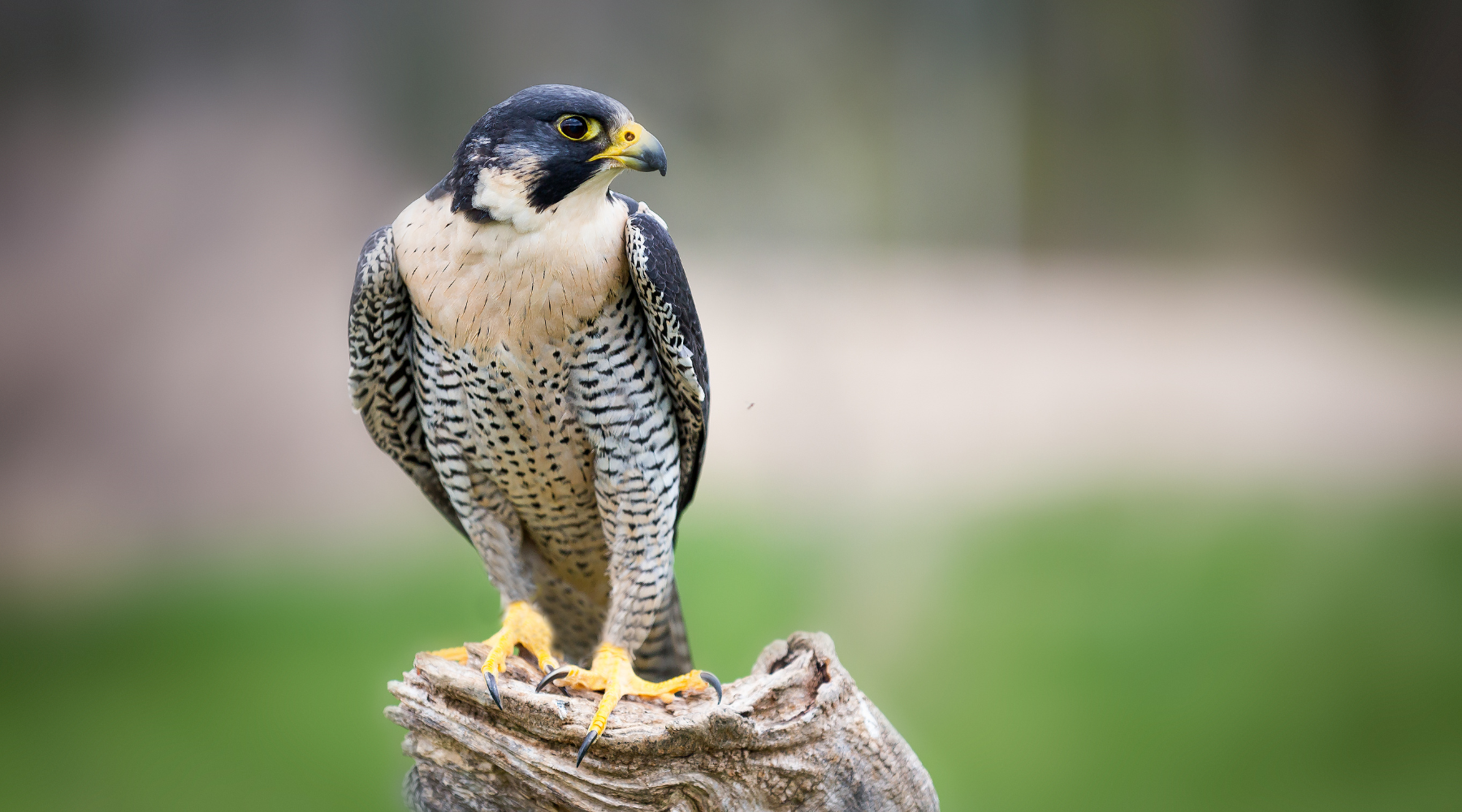  Peregrine falcon perched on a branch, the fastest bird in the world, known for reaching speeds up to 242 mph in a hunting dive.