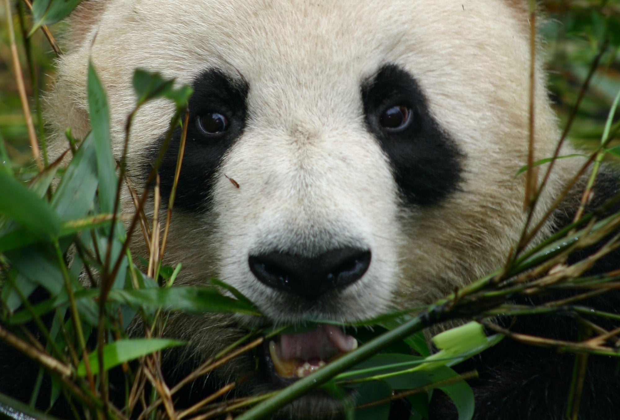 Giant Pandas: 5 Fascinating Facts and Unique Behaviors | Because Tees