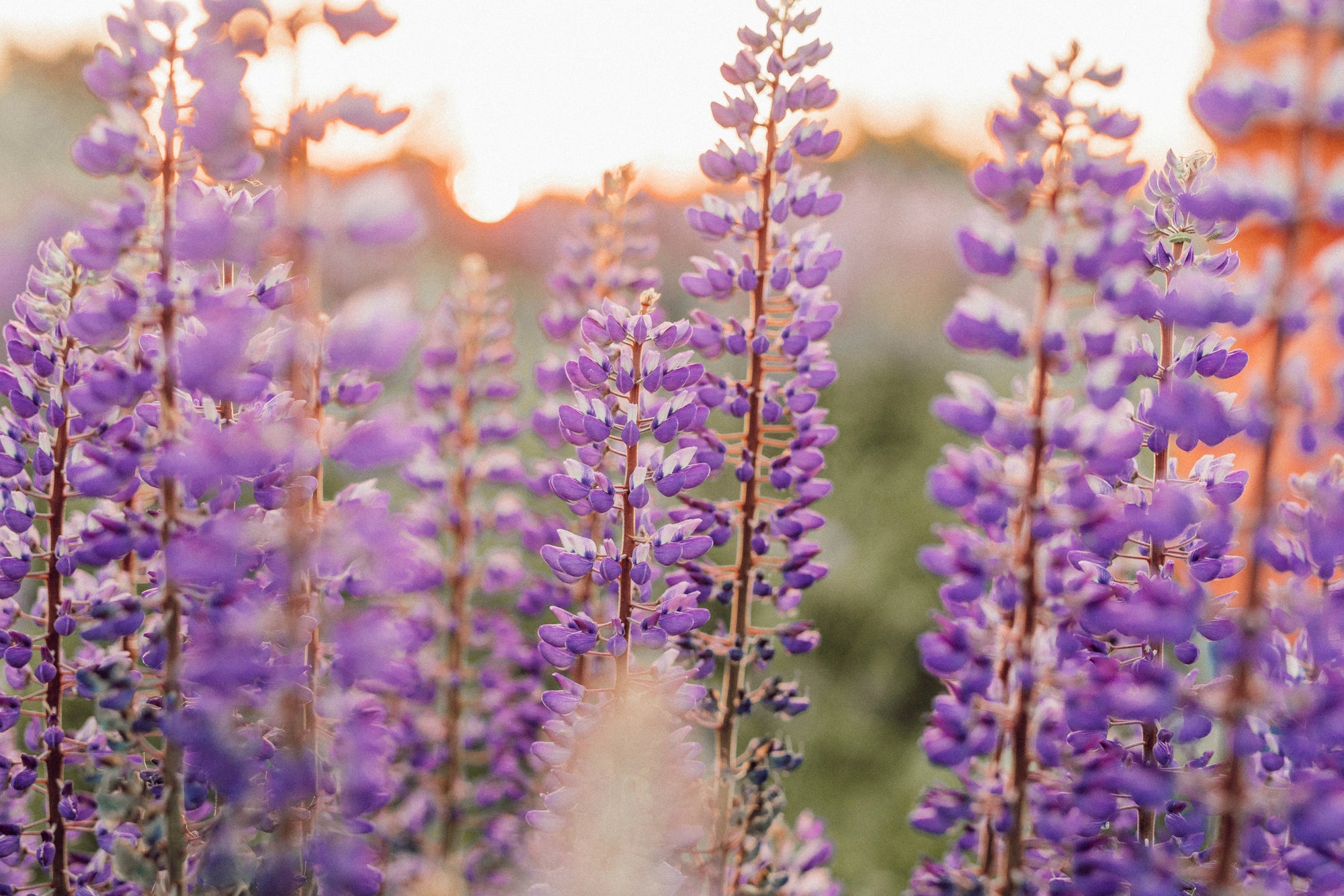 The Whimsical World of Purple Wildflowers: A Symphony of Color and Curiosity | BeCause Tees