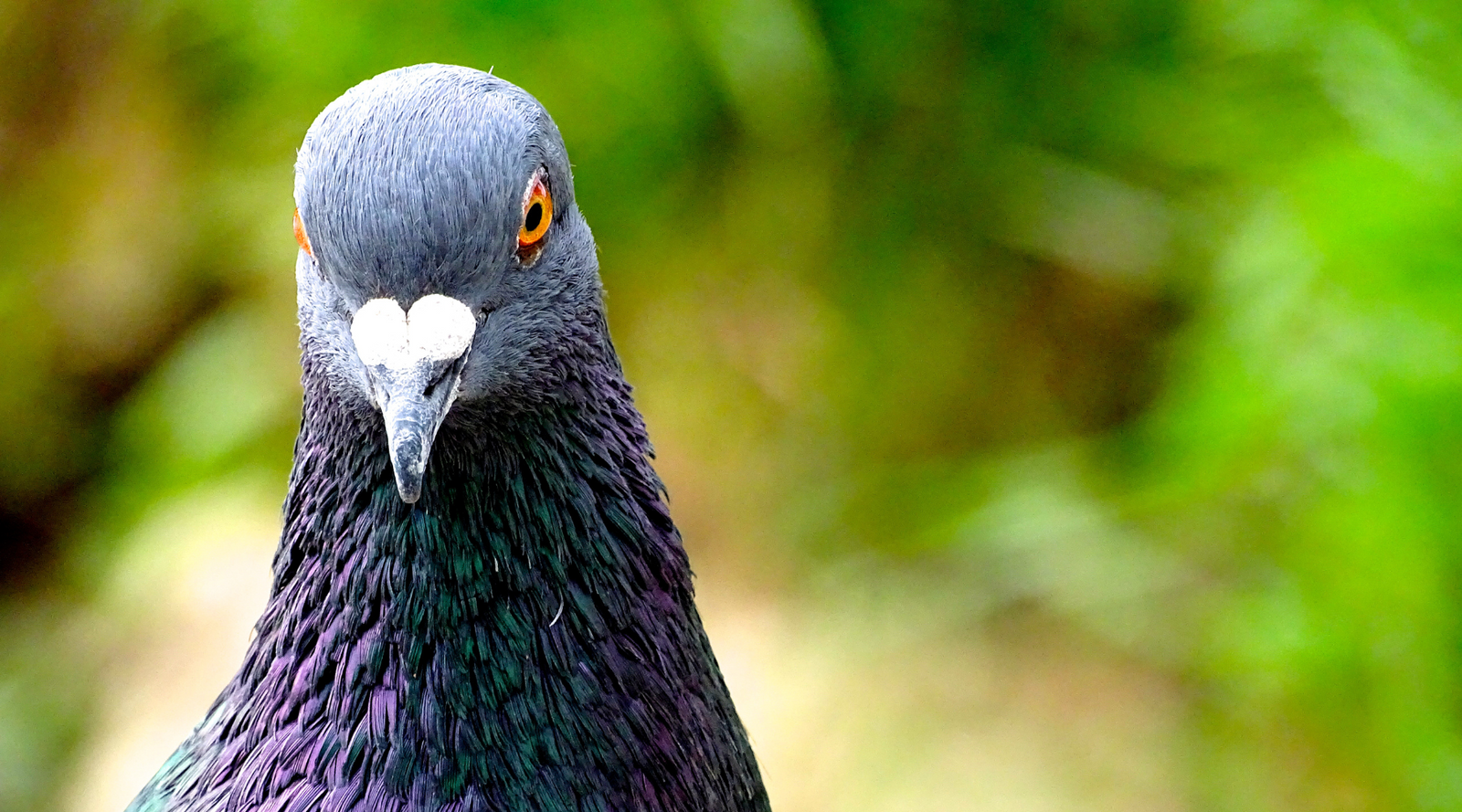 Close-up of a pigeon with iridescent feathers, showcasing its urban charm and typical pigeon habitat in a green outdoor setting.