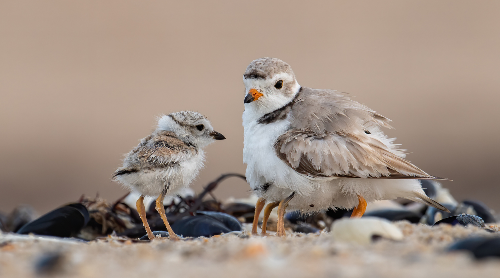 Why are piping plovers important? An adult piping plover standing protectively beside its chick on a sandy beach habitat.