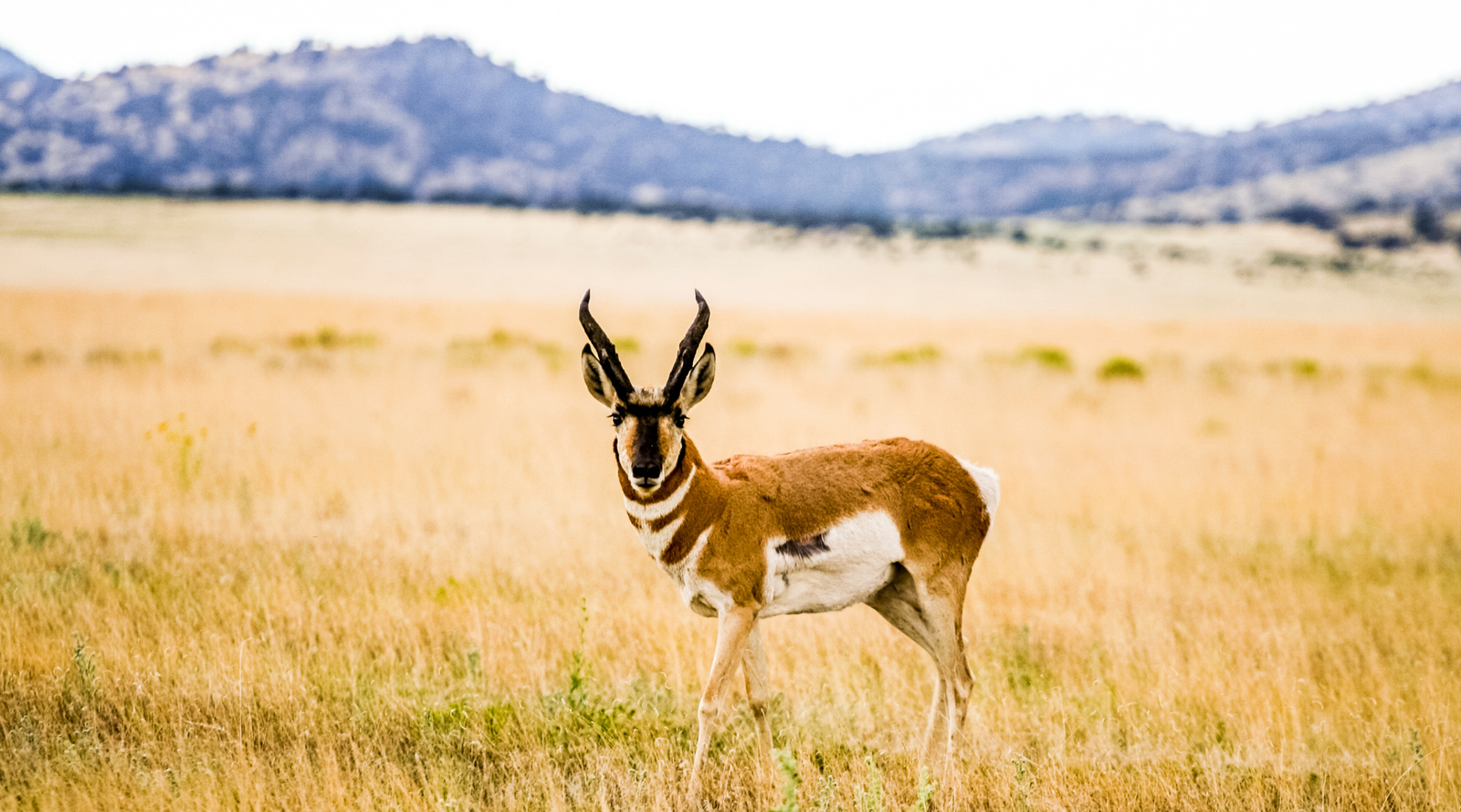 Great Basin Desert Animals, a pronghorn standing in a golden grassland with mountains in the background