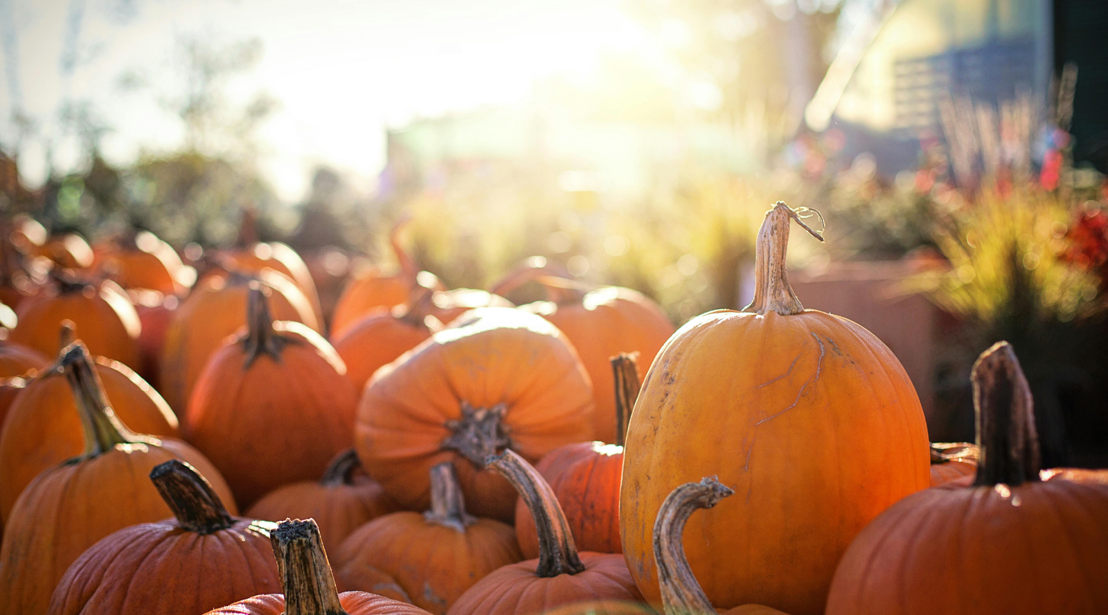 A sunny outdoor scene showing a pile of orange pumpkins, highlighting seasonal harvest and creative pumpkin uses beyond decoration.