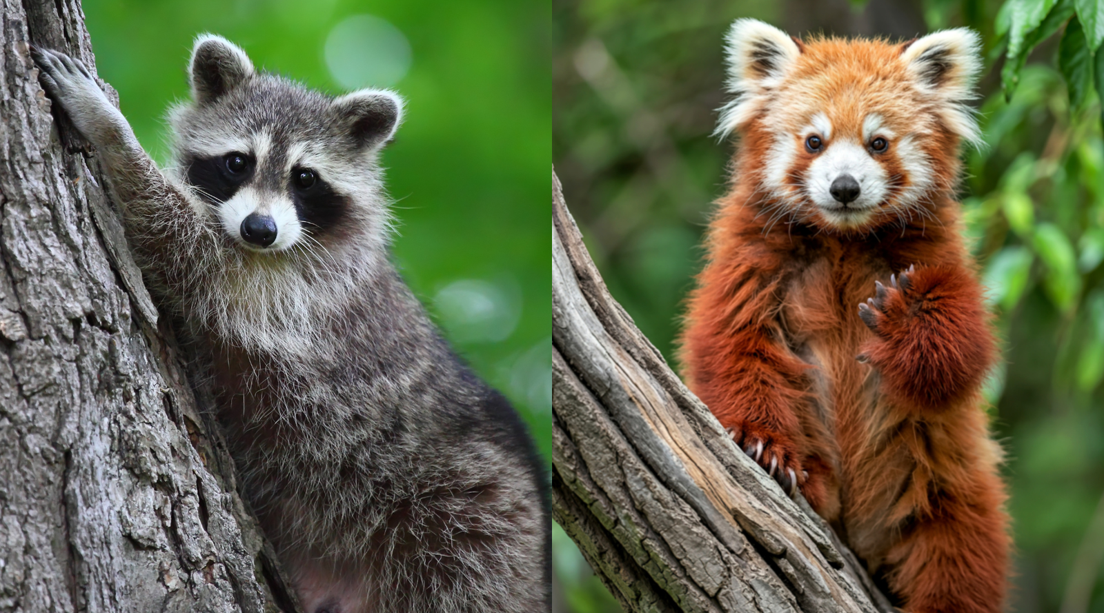 Raccoon vs Red Panda: What are the differences, side by side image of a raccoon and red panda climbing trees showing their distinct features and appearance