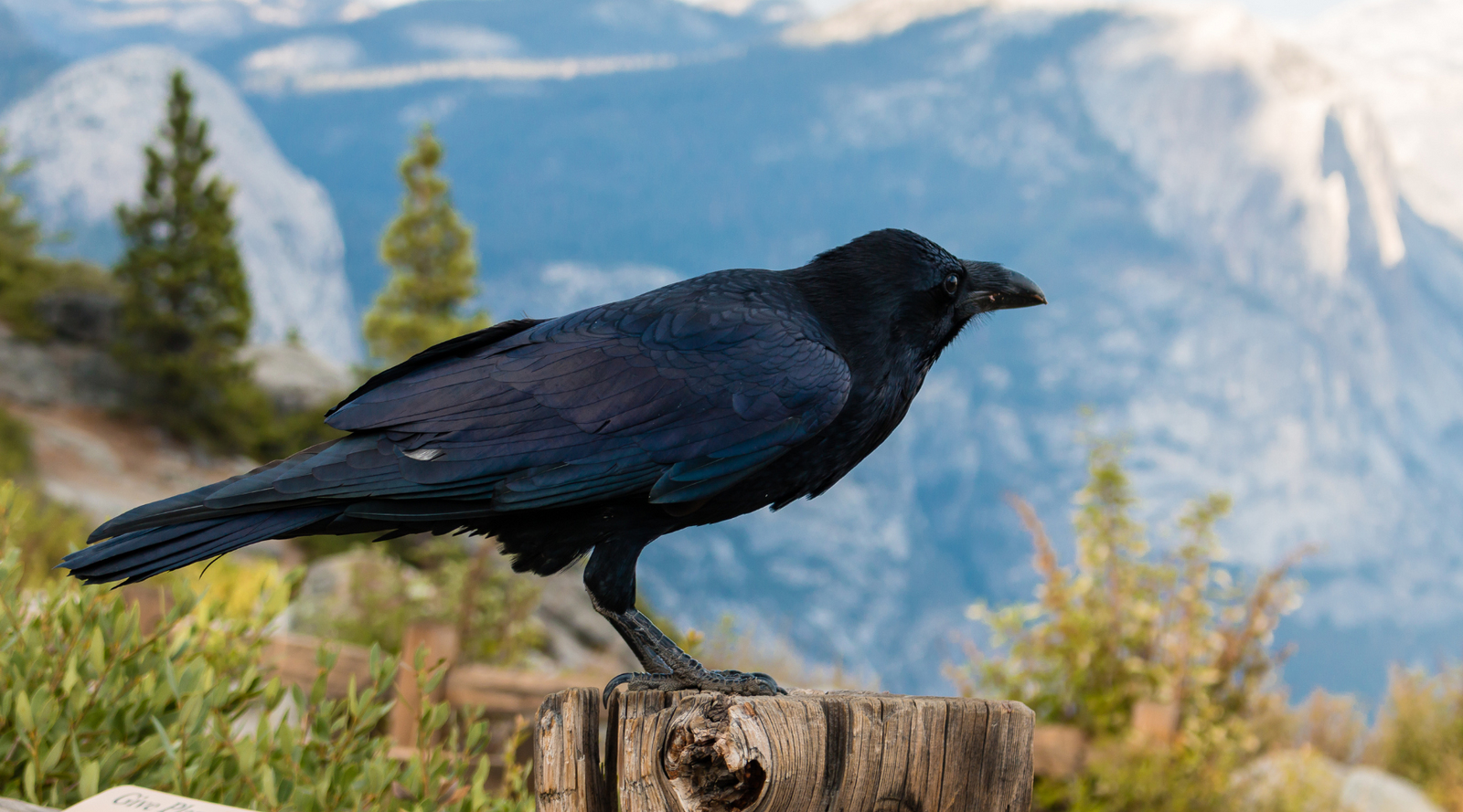 Raven perched on a wooden post in Yosemite National Park – Raven facts in nature