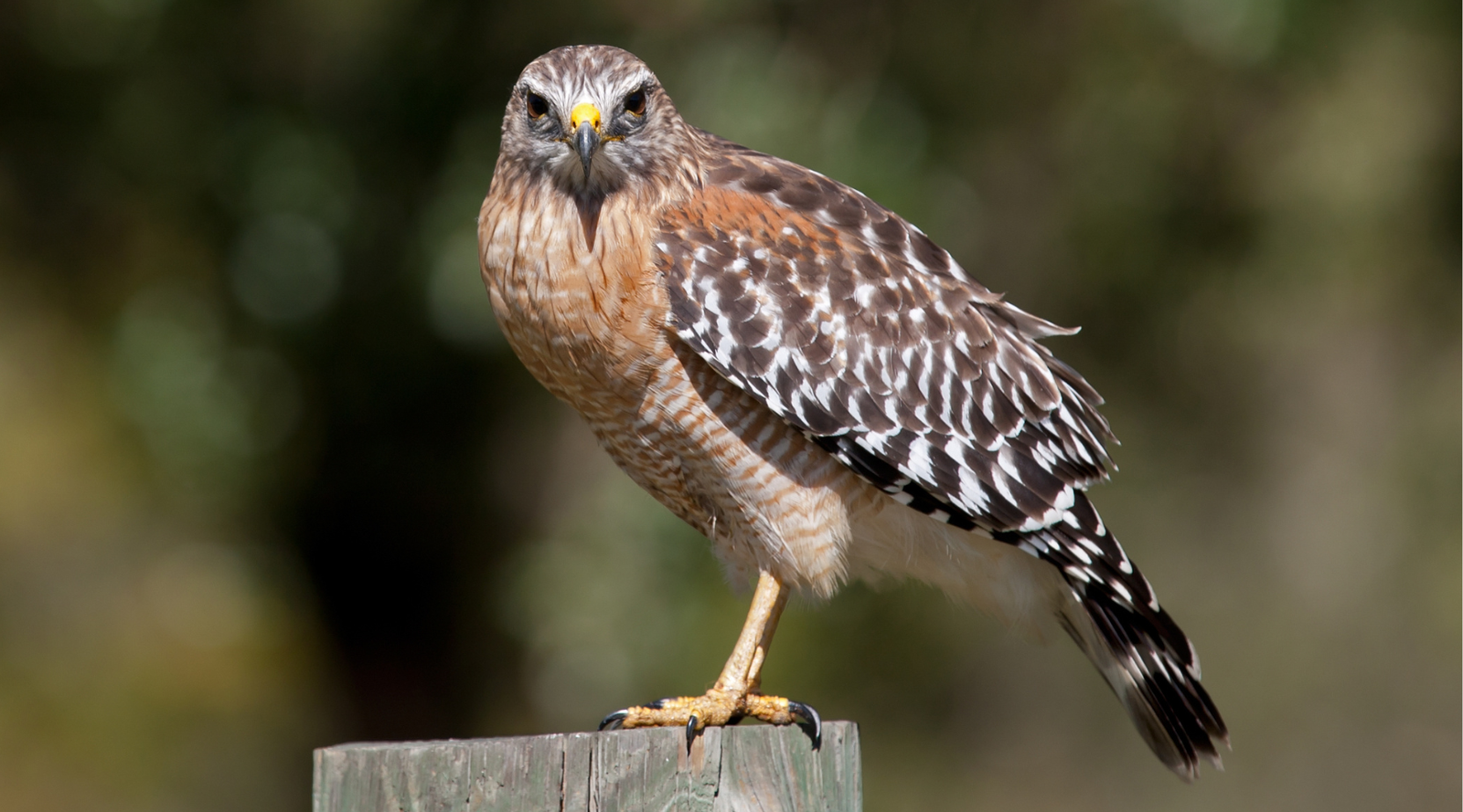 Texas Birds of Prey: a Red Shoulder Hawk perched on a fence post stares at the camera