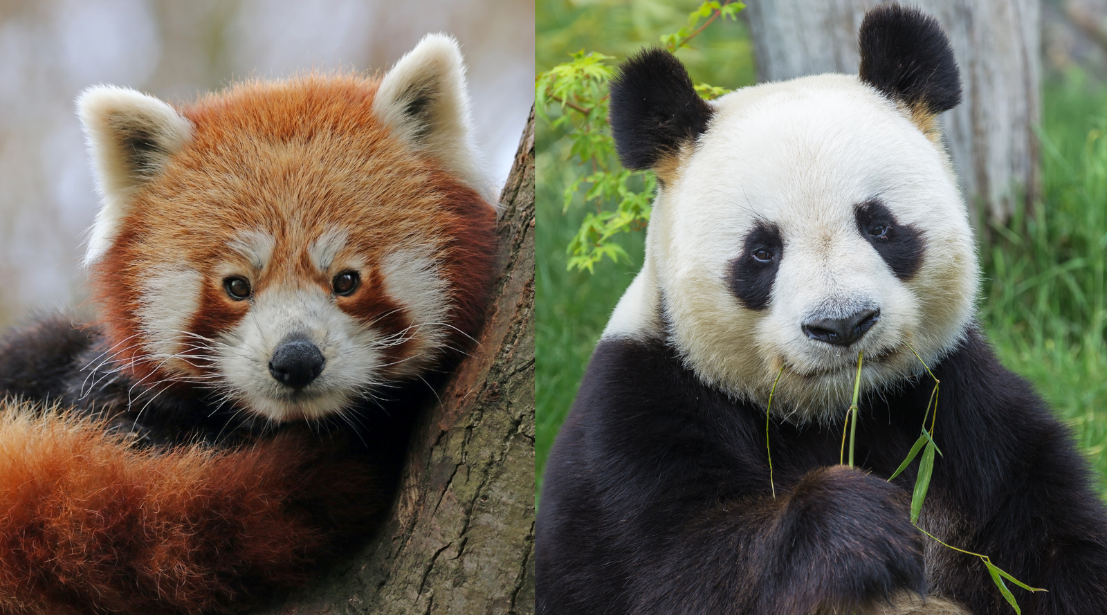 Red Panda vs Giant Panda: a side by side close up of a red panda and a giant panda