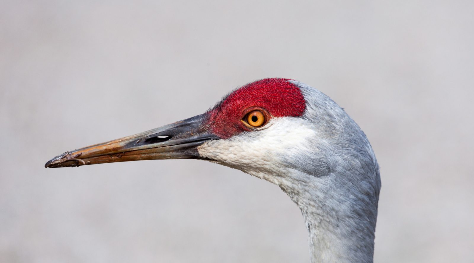 Close-up of a sandhill crane's head showing red crown, used to illustrate the difference between great blue heron and sandhill crane.