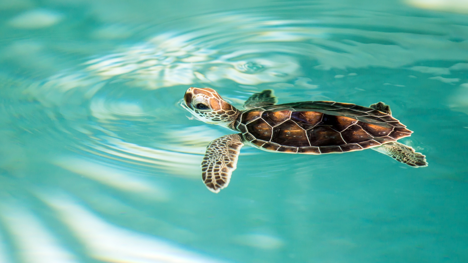 help endangered species