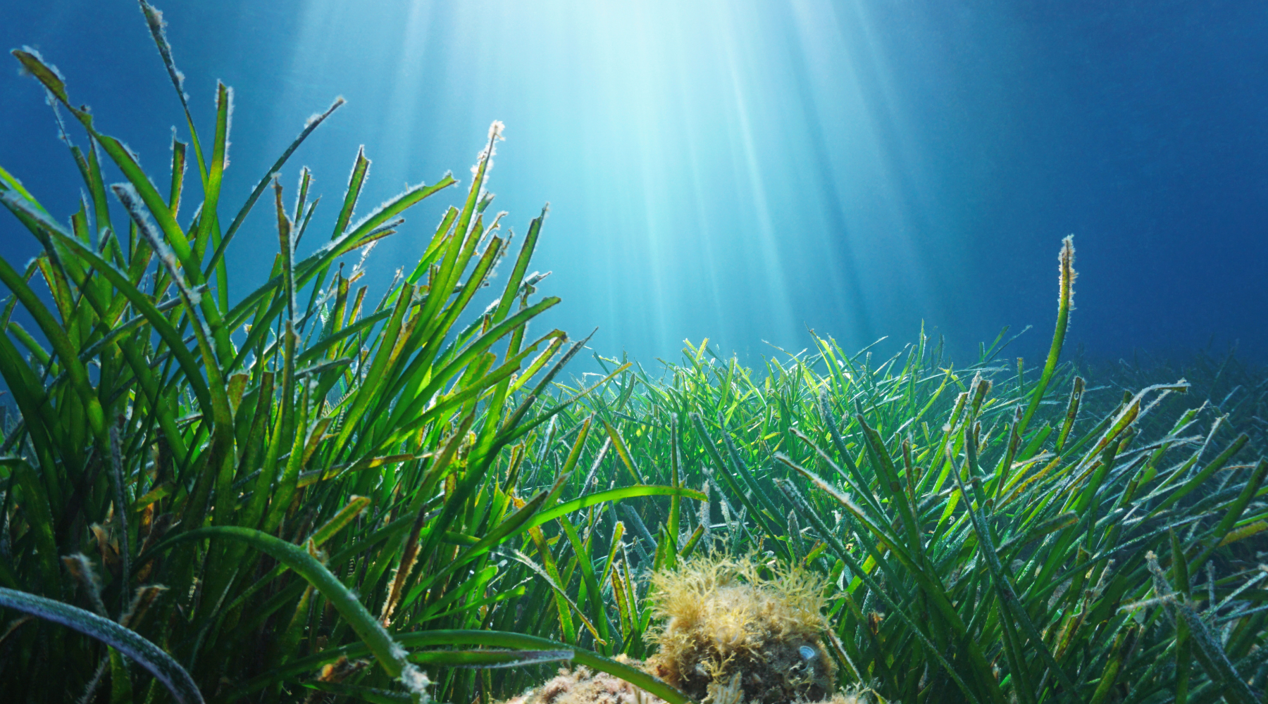 Sunlight shining on vibrant underwater seagrass beds, essential marine ecosystems that support marine life, improve water quality, and store carbon.