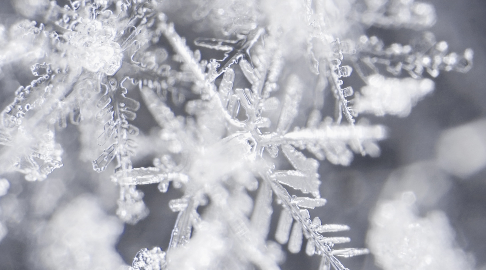 Close-up of snowflakes showing intricate ice crystal patterns, illustrating what makes a snowflake unique