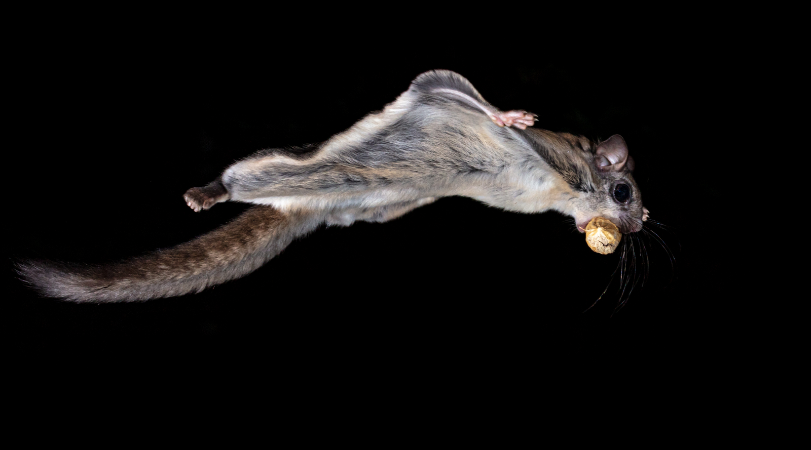 Southern flying squirrel adaptations in action, gliding at night with a peanut in its mouth