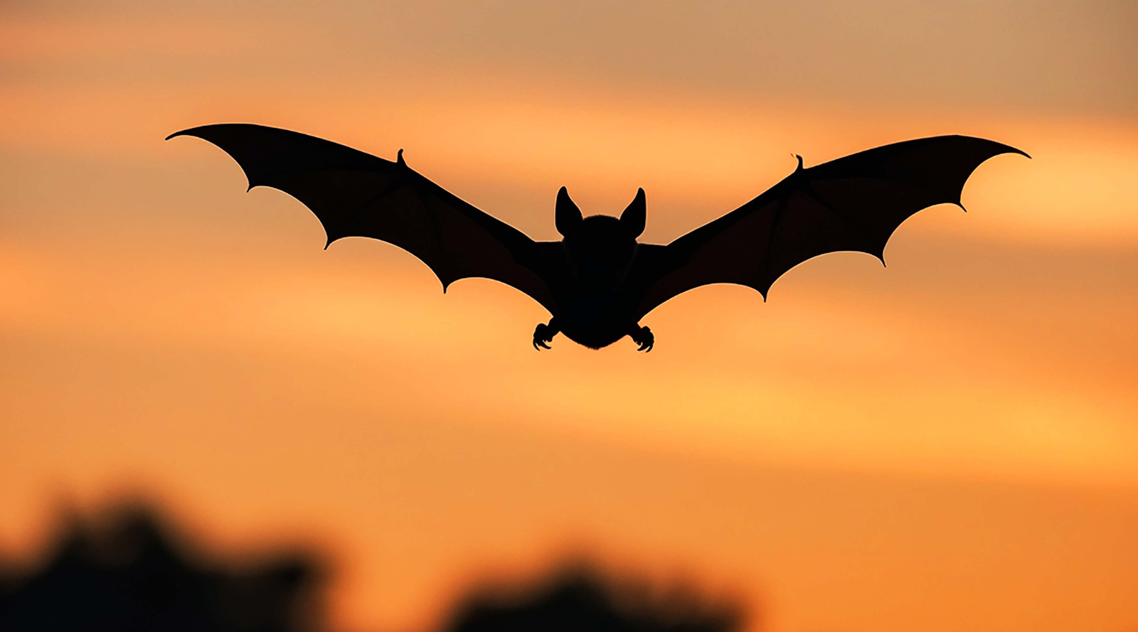Nocturnal Pollinators: a silhouette of a bat flying at sunset
