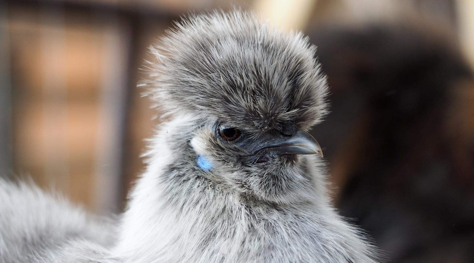 Close-up of a Silkie chicken with fluffy gray feathers and a poofy crest, showcasing unique features for a blog on Silkie Chicken Facts.