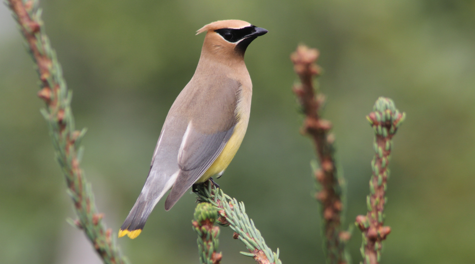 Cedar waxwing habitat featuring a cedar waxwing perched on an evergreen branch in a natural woodland setting