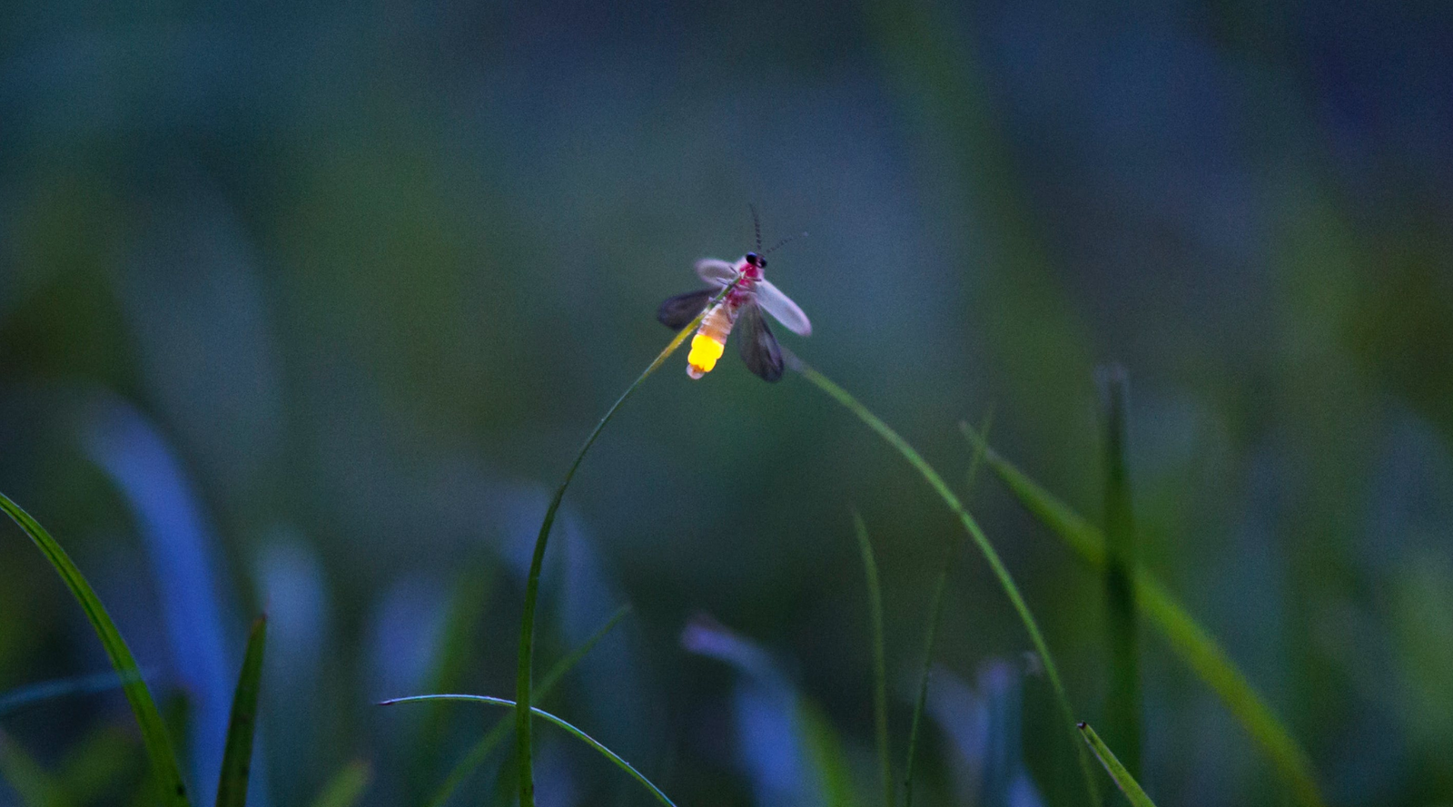 A glowing firefly hovering above grass at dusk – firefly facts in action.