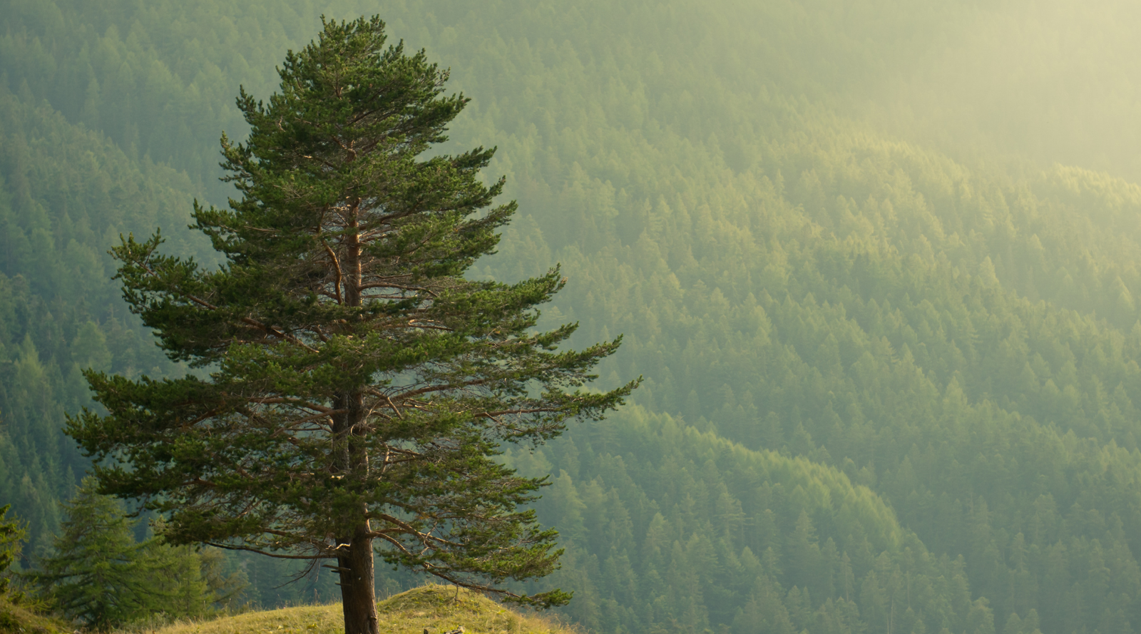 Solitary evergreen tree on a mountain slope showcasing classic evergreen tree characteristics like needle leaves and year-round foliage
