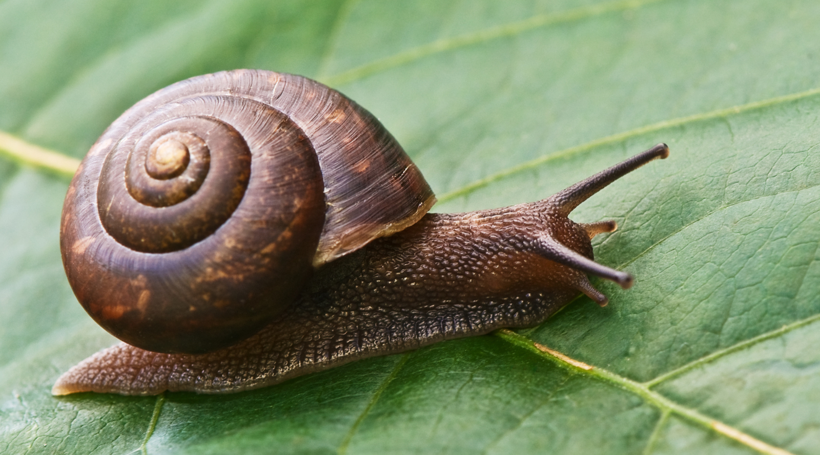 Types of Mollusks: a brown garden snail on a green leaf