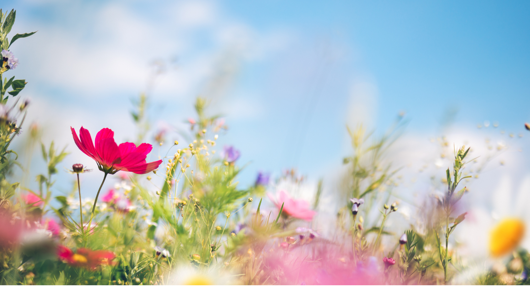 Colorful wildflowers in full bloom under a bright blue sky, symbolizing renewal and nature’s beauty—perfect for ideas on how to celebrate the spring equinox. 