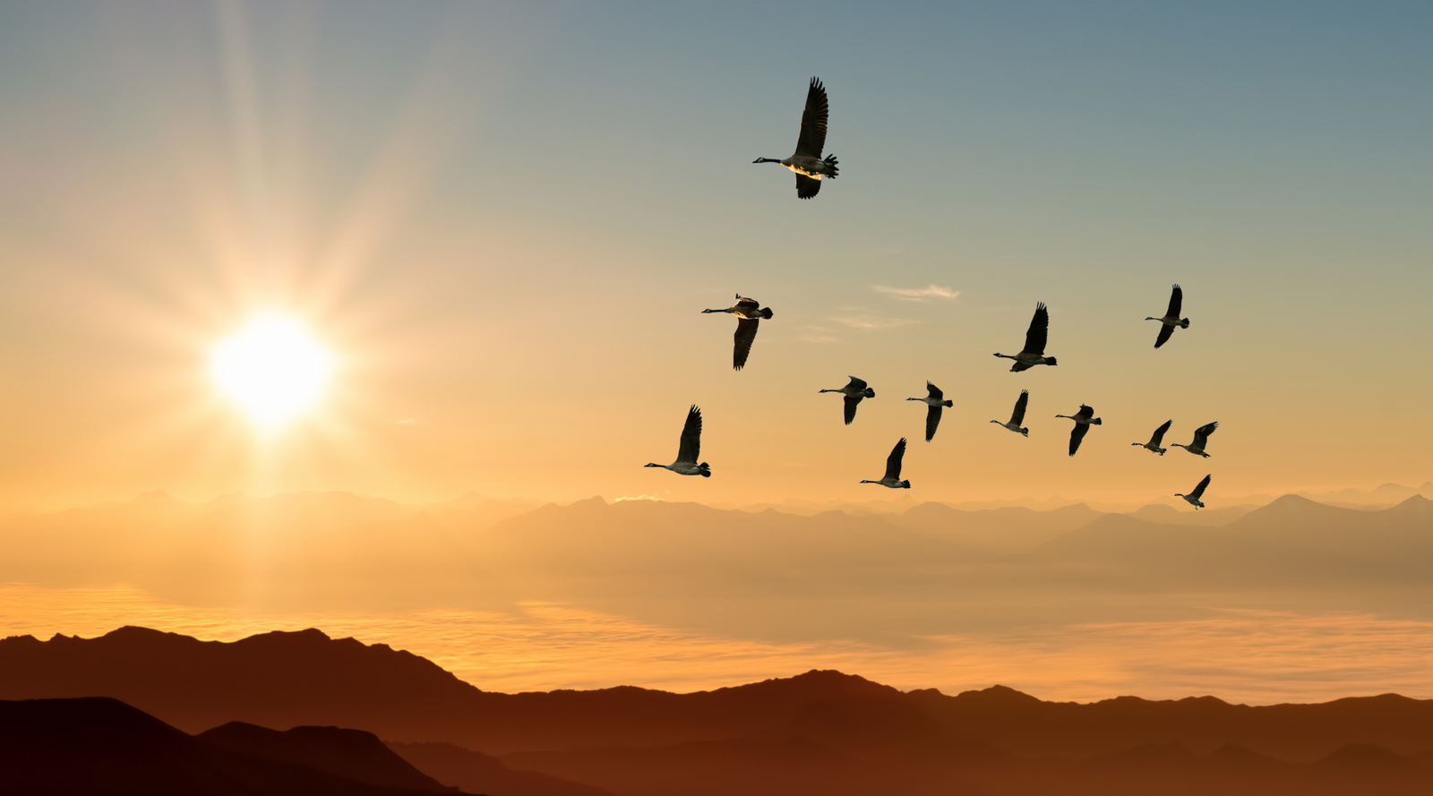 Birds migrating at sunset