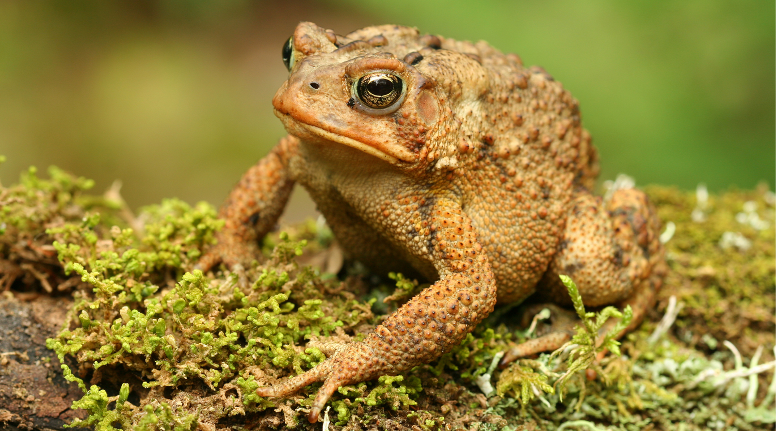 Brown toad on mossy log, displaying rough skin and features for Frog vs Toad comparison.