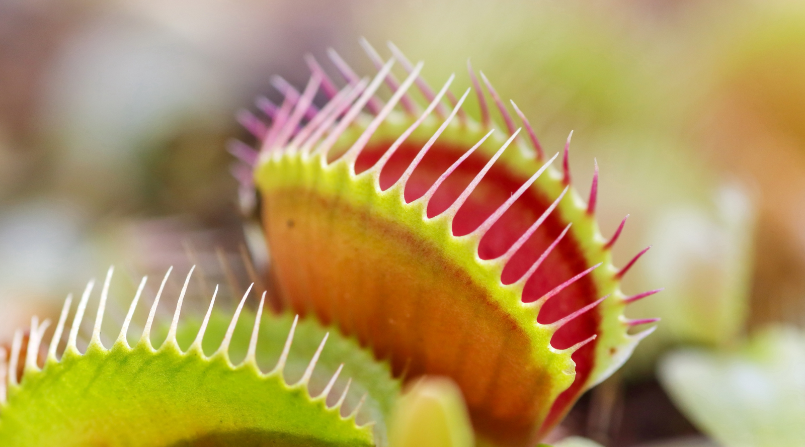 Close-up of a Venus flytrap, one of the most famous weird plants, showing its open trap with sharp, colorful spines ready to catch prey.