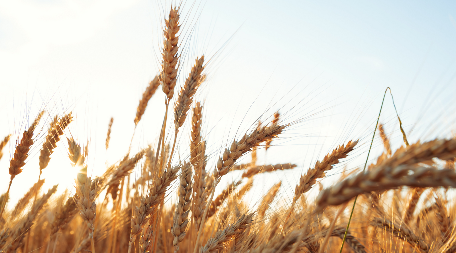 Golden wheat swaying in the breeze, showcasing plants that are pollinated by wind